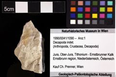 Foto (Objket + Etiketten) von Decapoda indet. 